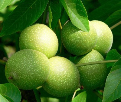 河南核桃樹苗基地