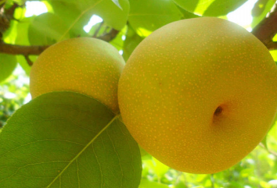 平頂山梨樹苗基地