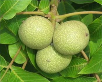 鄭州核桃苗[香玲核桃]