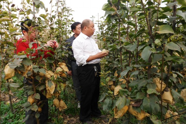 河南晚秋黃梨苗哪家有