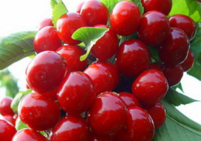 河南櫻桃苗價格