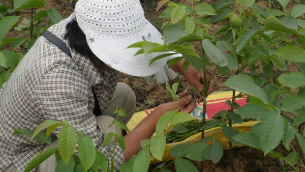 河南晚秋黃梨苗哪家好