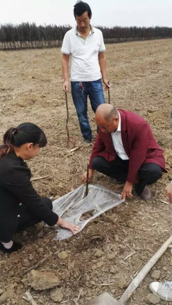 河南晚秋黃梨苗價(jià)格