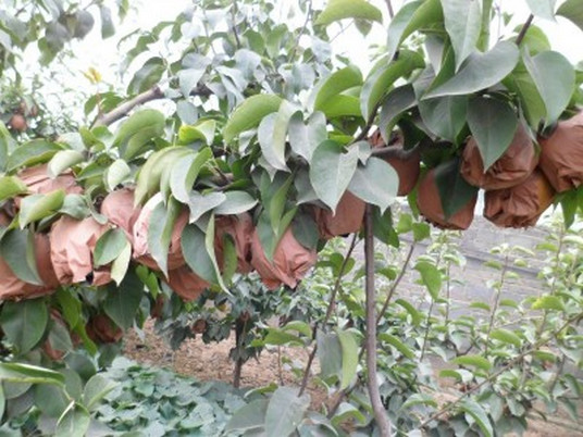 河南晚秋黃梨苗哪里有