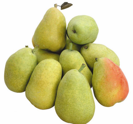 貴州梨樹(shù)苗哪家好