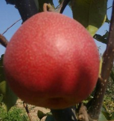 安徽梨樹苗價(jià)格