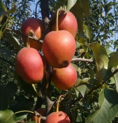 河南梨樹苗零售