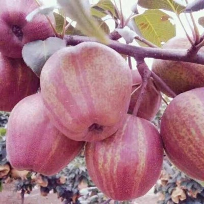 河南梨樹苗價(jià)格