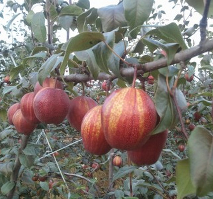 河南梨樹苗基地