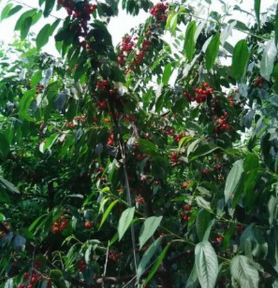 平頂山櫻桃苗基地