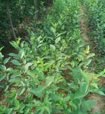 平頂山櫻桃苗價格