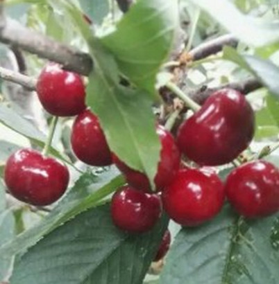 湖北櫻桃苗基地