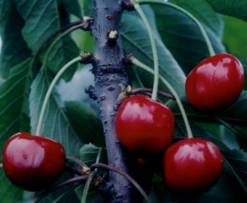 洛陽櫻桃苗價格