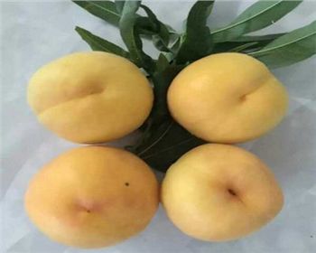 河南桃樹苗[貴妃黃桃]