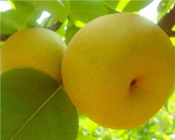 平頂山梨樹(shù)苗[翠冠梨]