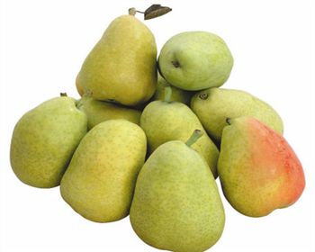 貴州梨樹(shù)苗[紅香酥梨]