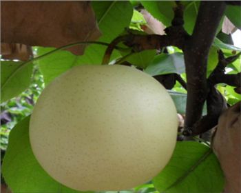 梨樹(shù)苗種植[黃金梨]