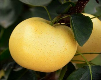 梨樹(shù)苗基地[黃金梨]