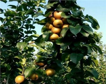 梨樹(shù)苗種植[秋月梨]