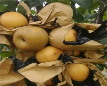 平頂山梨樹(shù)苗基地