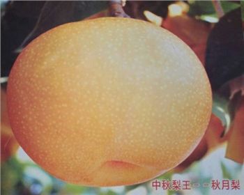 安徽梨樹(shù)苗基地