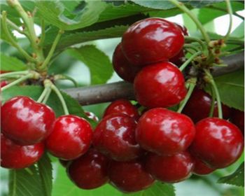 鄭州櫻桃苗[紅燈櫻桃]