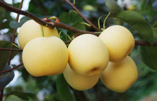 平頂山梨樹苗批發(fā)