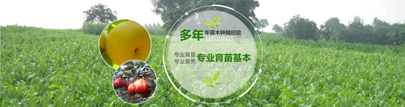 河南梨樹苗基地