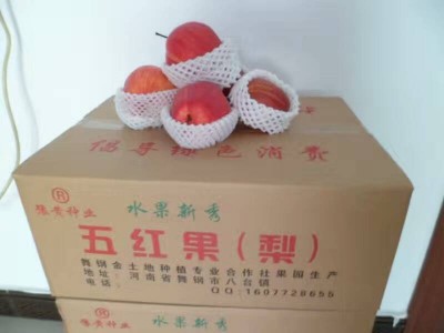 河南梨樹苗零售