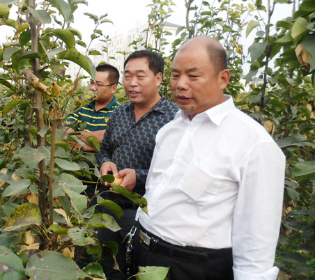 河南梨樹苗價格