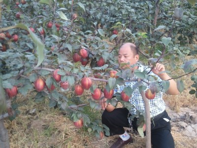 安徽梨樹苗價(jià)格