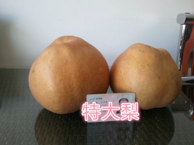 河南晚秋黃梨苗基地