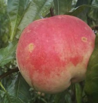 湖北桃樹(shù)苗基地