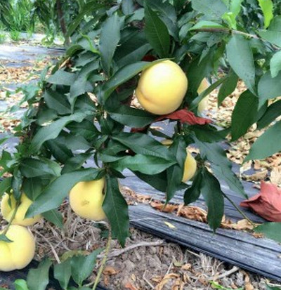 貴州桃樹苗價格