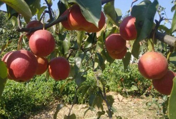 河南梨樹苗基地