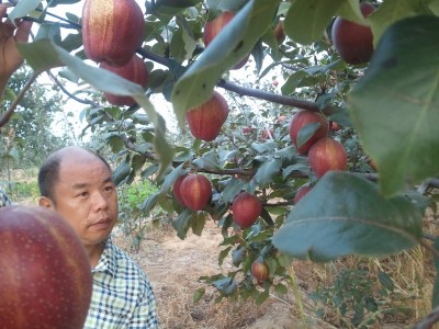 平頂山梨樹苗價格