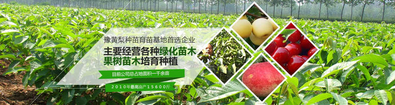 鄭州桃樹苗零售