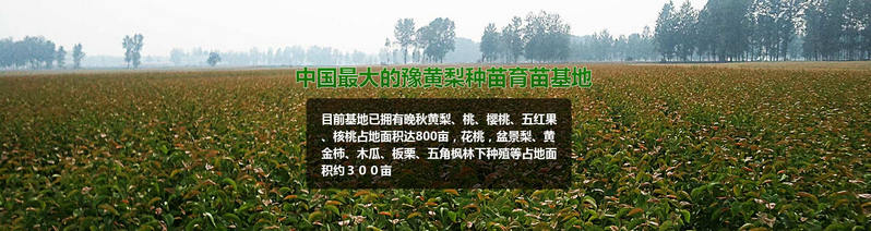 安徽梨樹苗哪家好