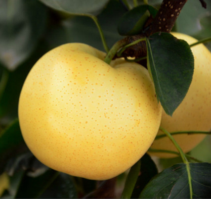 河南梨樹苗哪家好