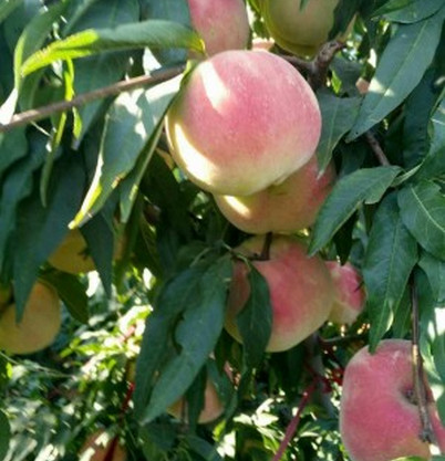 河南桃樹苗價(jià)格