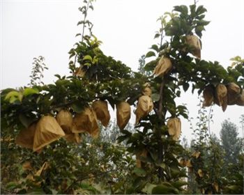 平頂山晚秋黃梨苗告訴你梨的采摘時(shí)間要適宜