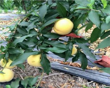 平頂山桃樹苗告訴你摘果后要如何管理