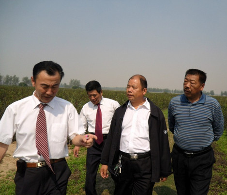 河南桃樹(shù)苗