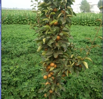 河南晚秋黃梨樹苗