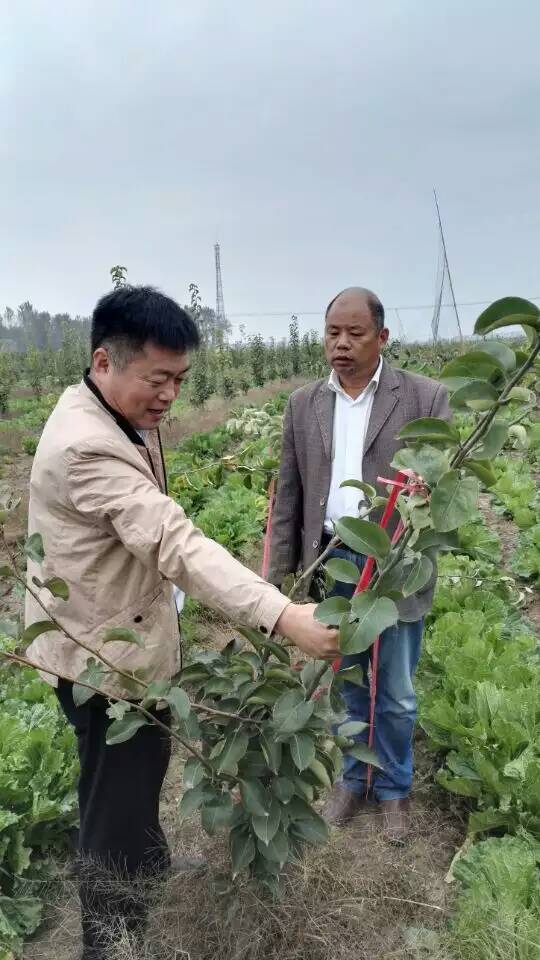 河南葡萄苗種植