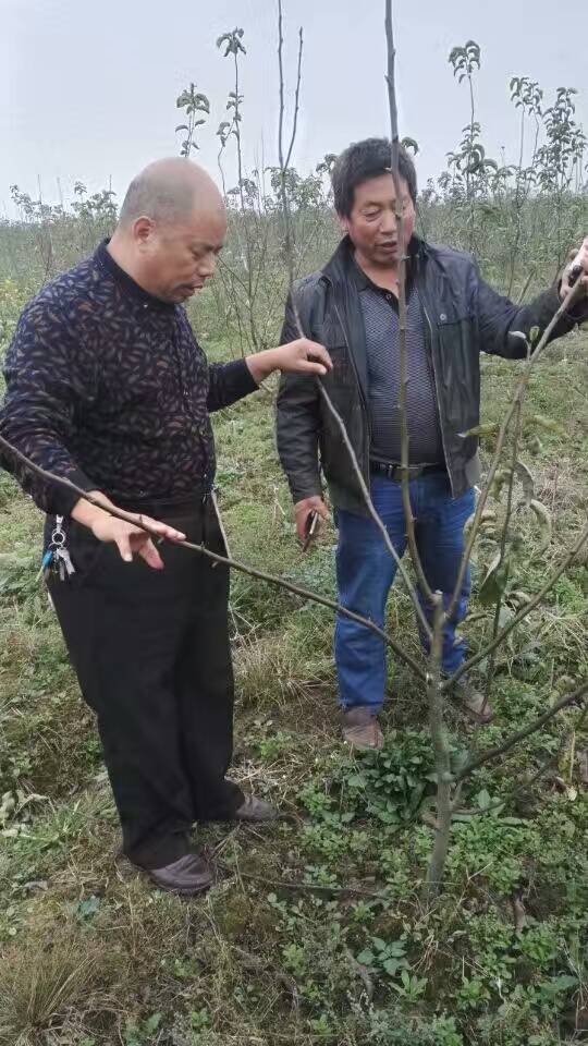 河南晚秋黃梨苗