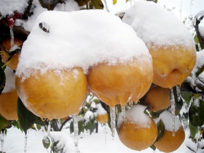 河南晚秋黃梨苗價格