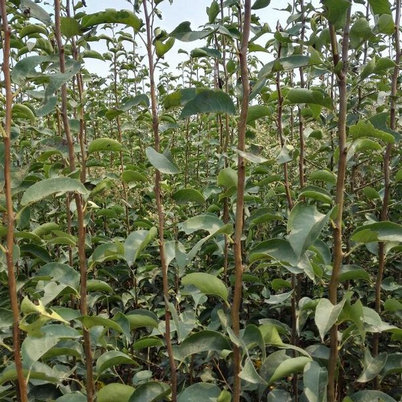 河南晚秋黃梨批發(fā)廠家