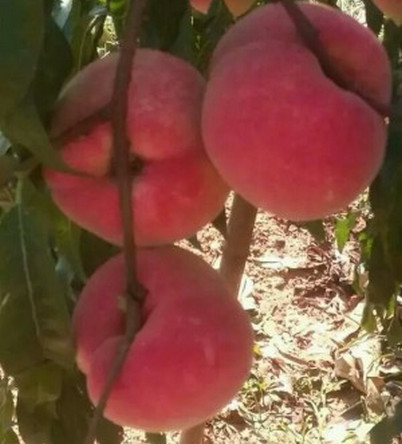 河南桃樹苗批發(fā)價(jià)格