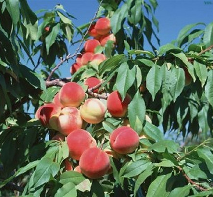 夏季河南桃樹苗應(yīng)該怎樣修剪？